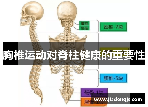 胸椎运动对脊柱健康的重要性